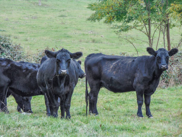 istock Herd of black Angus cows. Angus cows 1435623696