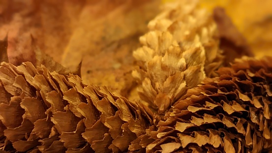 Pine cones and autumn leaves in close up