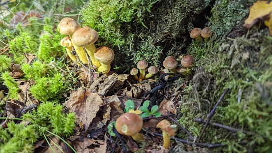 Fungi growing wild in woodlands
