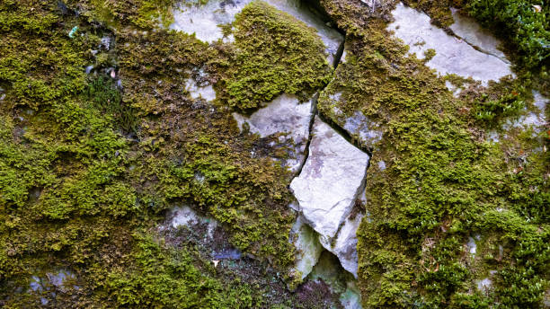 istock mossy and cracked rocks 1435630500