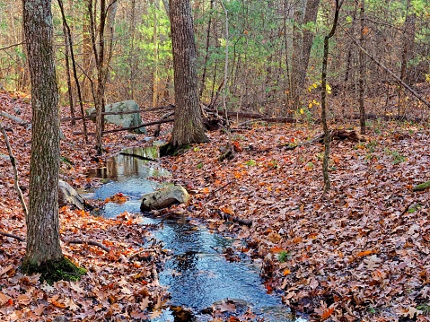 Fallen leaves on the ground by a creek in Harold Parker state forest in northeast Massachusetts