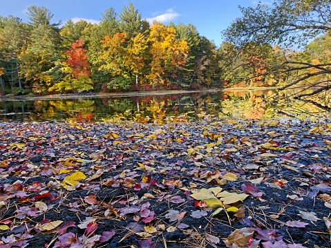 Colorful autumn foliage seen at the Mazurenko Farm conservation woodland