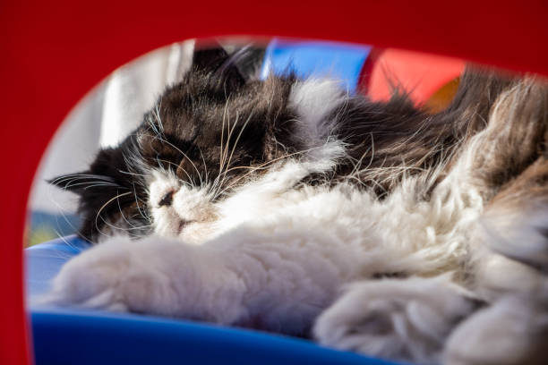 Persian cat sleeping on chair