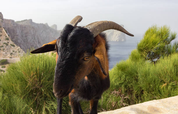 istock Goat in Formentor cap in Mallorca (Spain) 1435634608