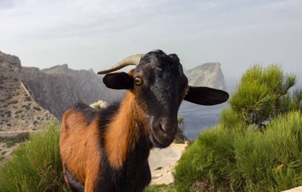 istock Goat in Formentor cap in Mallorca (Spain) 1435634620