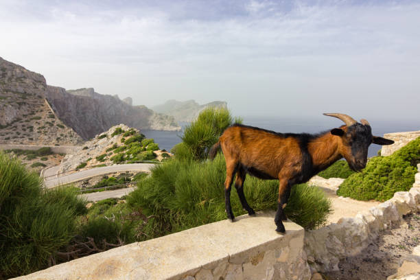 istock Goat in Formentor cap in Mallorca (Spain) 1435634649