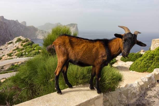 istock Goat in Formentor cap in Mallorca (Spain) 1435634650