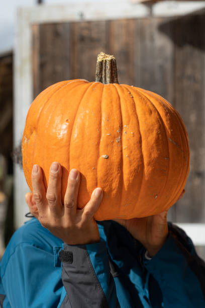 Woman's hand holding big orange pumpkin as a head. stock photo