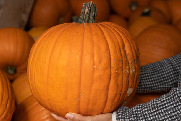 istock Woman's hand holding big orange pumpkin 1435635231