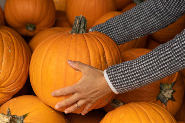 Woman's hand holding big orange pumpkin stock photo