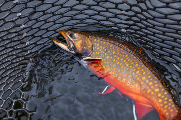 Beautiful male brook trout in spawning colors in a landing net stock photo