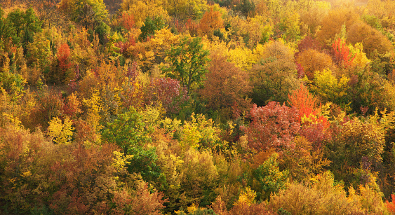 Fall mountain forest, autumn colorful trees texture background