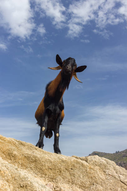 Goat in Formentor cap in Mallorca (Spain) stock photo