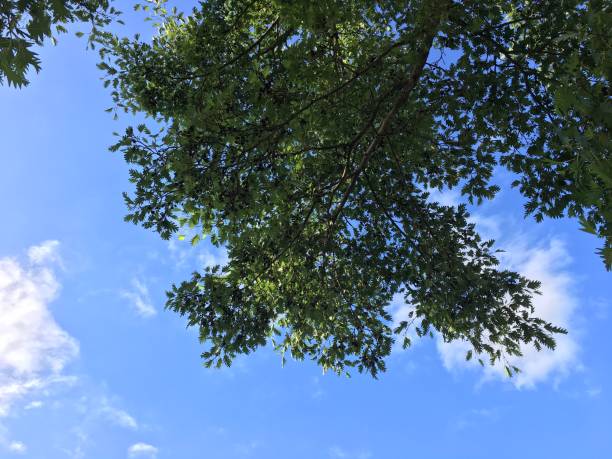 istock Cut Leaved Alder - Branches, twigs & leaves 1435637273