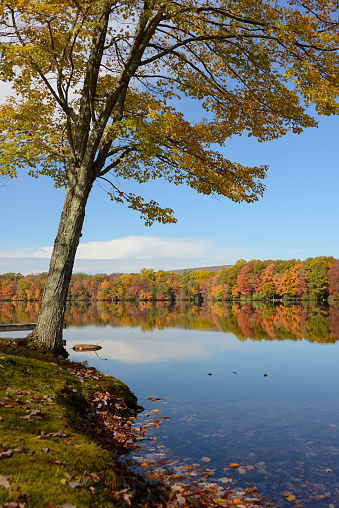 Tree along the shore of a lake in the Pocono Mountains, Pennsylvania with autumn treelined shore in the background.