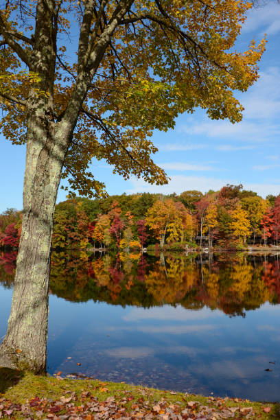 istock Autumn trees along a lake 1435639641