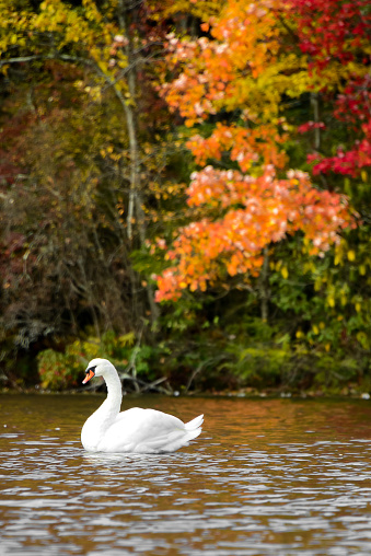 Single white swan at the edge of a lake with colorful autumn tree leaves in the background.