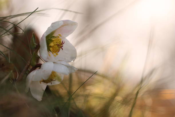 White flowers Helleborus Niger flowers in the forest in winter After the rain black hellebore stock pictures, royalty-free photos & images