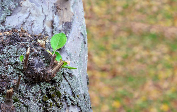 istock Young green sprout on an apple tree. New life on an old tree. 1435644356