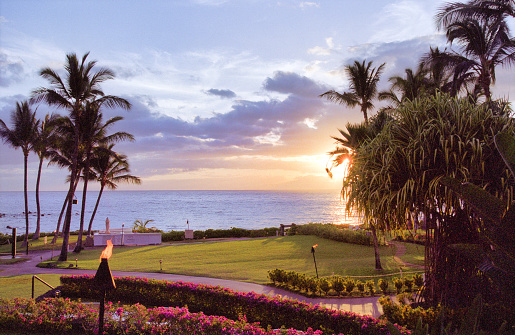 Vintage Fujifilm film photograph scan of green lush palm trees in silhouette front of the ocean on Hawaii during sunset.