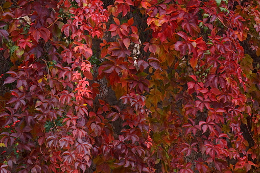 The beautiful colors of autumn, colorful leaves of virginia creeper; Parthenocissus Quinquefolia