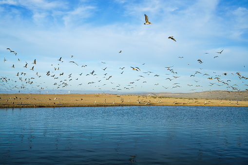 Large group of birds on the beach. Pelicans flying over the river, green hills, and beautiful cloudy sky on background