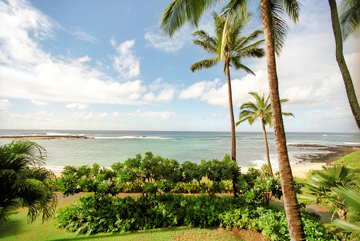 High angle film photograph the beach and ocean through lush greenery on a tropical island.