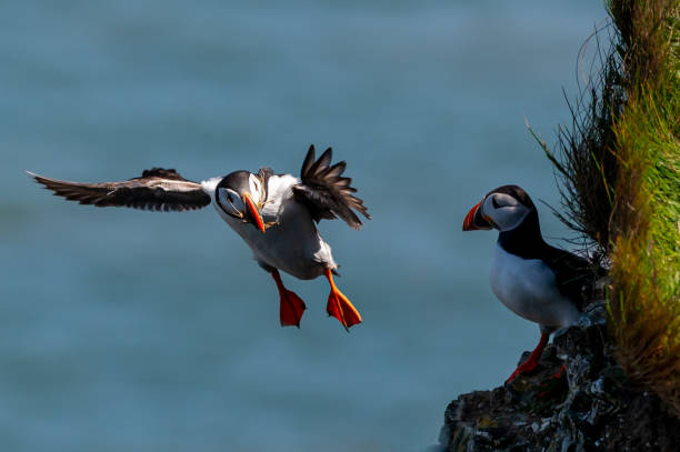 istock Atlantic Puffin, fratercula arctica, flying with nesting material in beak 1435649478