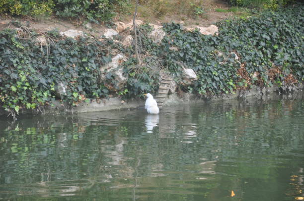 istock A duck in the lake 1435651745