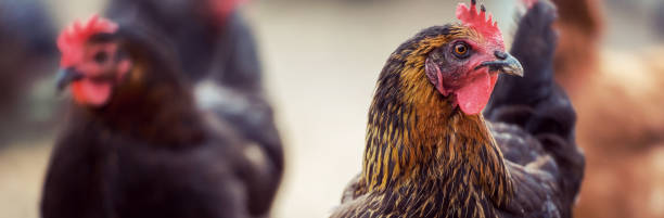 istock Free range black hen chicken standing in a farm field. 1435653266