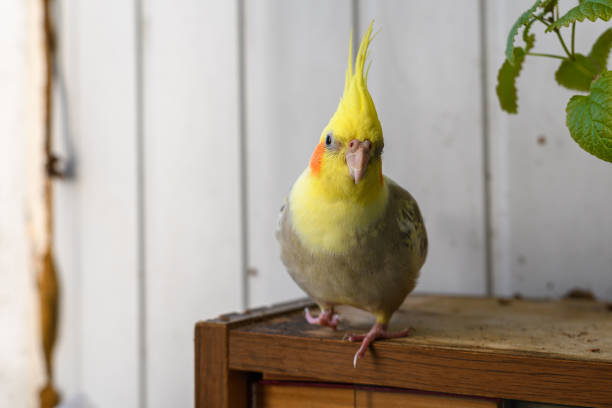 istock Cockatiel corella parrot portrait 1435653621