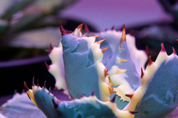agave isthmensis kabutogani succulentus, domestic flowers, close up view, macro