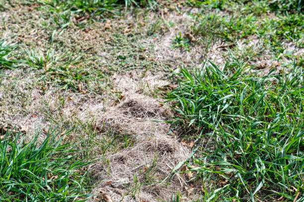 istock Raised dead zigzag patch of grass caused by a mole tunnel unground. 1435654261