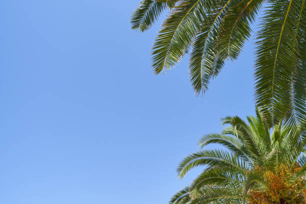 istock Vivid palm fronds on blue sky with copy space 1435654955