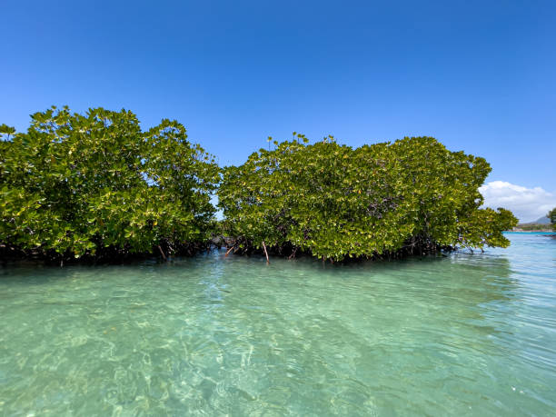 istock Turquoise water of Ile aux Cerfs, Mauritius 1435655191