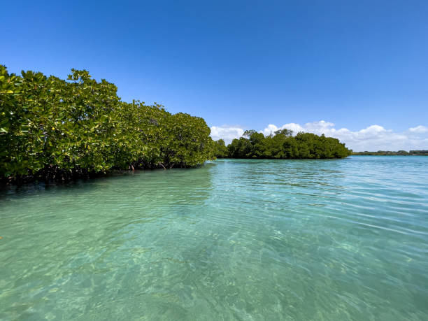 istock Turquoise water of Ile aux Cerfs, Mauritius 1435655206