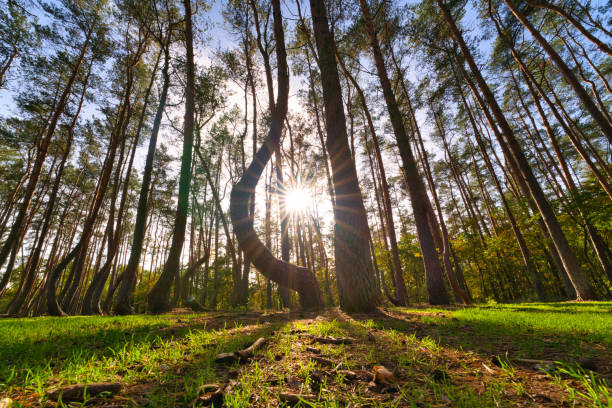 The Look up into the treetops. Bottom view background. Treetops framing the sky. The tops of the pines From Low Angle. Coniferous forest. Tall prickly pines. Tree trunk