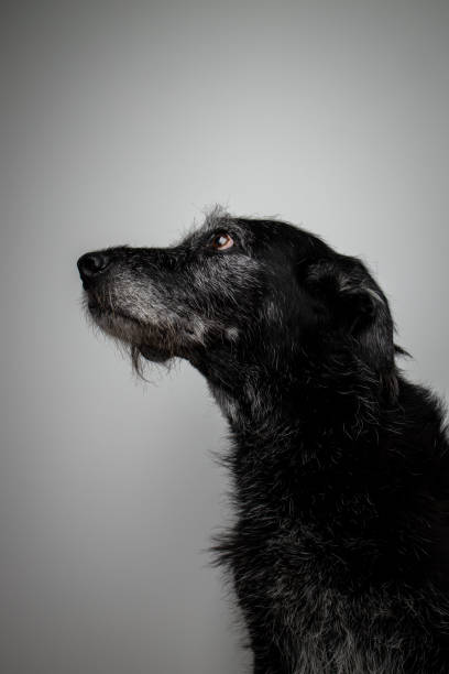 Black dog portrait - fading memory of an awesome friend stock photo