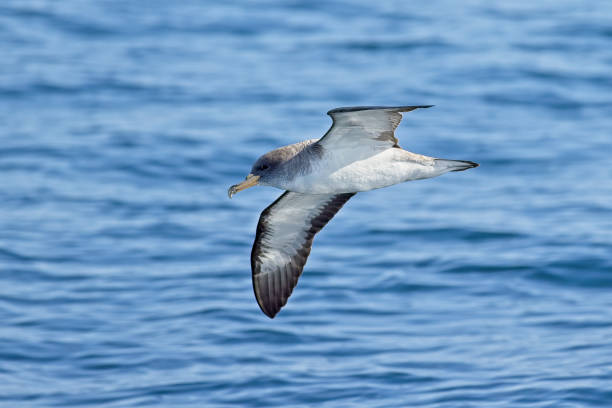 istock Corys Shearwater in habitat 1435656943