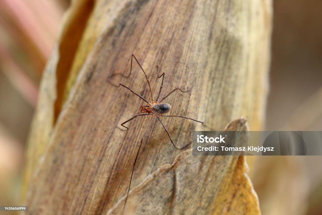 수확기 수확기 거미 또는 아빠 Longlegs를 수확 농경의 농작물 밭에서 거미 갈색에 대한 스톡 사진 및 기타 이미지 - 갈색 ...