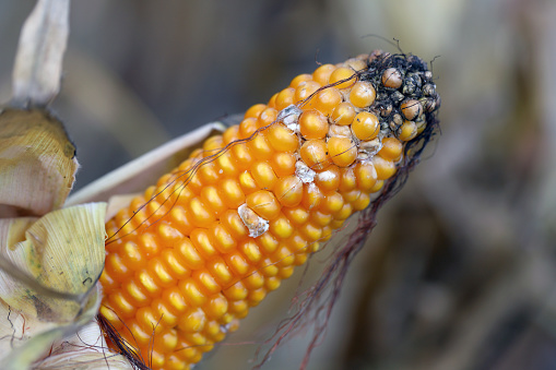 Fusarium ear rot symptoms on kernels. A serious disease of maize caused by a fungus Fusarium. F. verticillioides. Causes significant grain yield losses.
