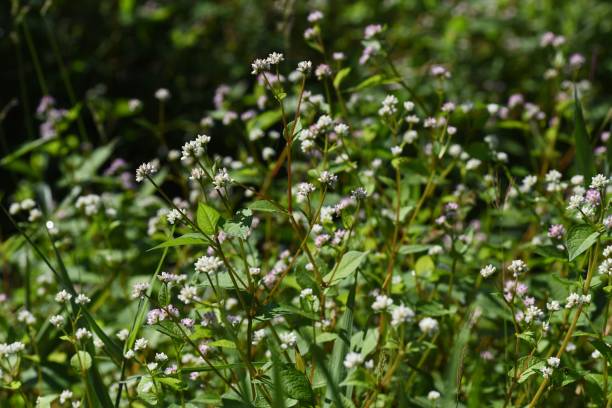 istock Persicaria thunbergii flowers. 1435657222