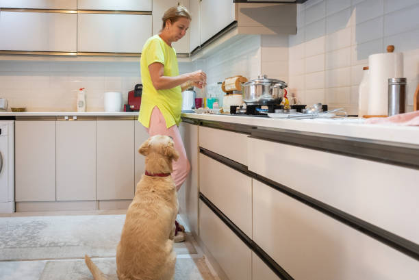 istock Curious dog receives reward from owner while preparing food 1435657794