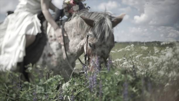 cavallo che mastica l'erba su uno sfondo della natura. primo primo della testa di cavallo che mangia erba. bellissimo paesaggio con nuvole - livestock horse bay animal foto e immagini stock