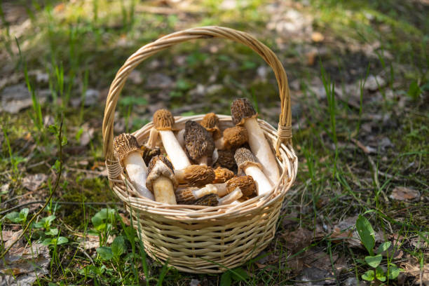 un cesto di paglia con morchella conica raccolta nel bosco si erge su erba verde - morel mushroom foto e immagini stock