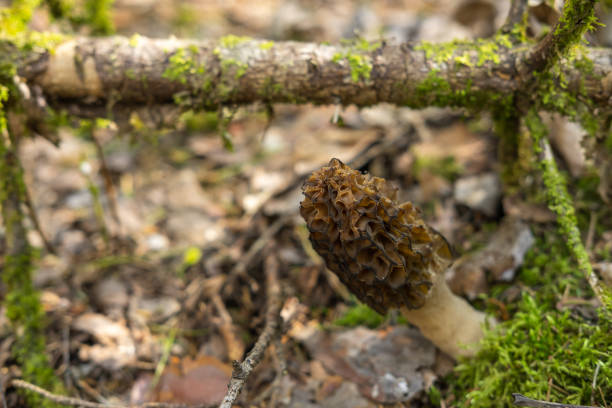 istock Morchella conica grows in the forest. Blur background for inscription 1435660823