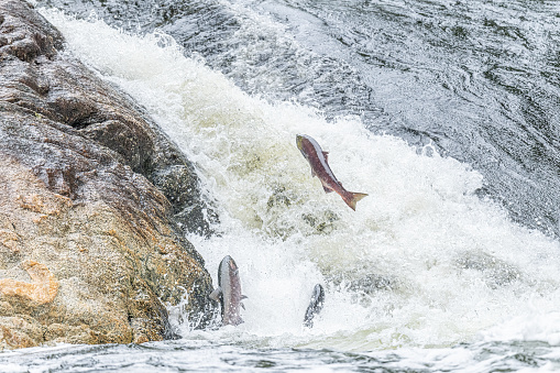 Sockeye salmon  (Oncorhynchus nerka) jumping over river rapids to go upstream to spawn in the fall in British Columbia, Canada.