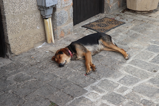 sleeping little dog on the street