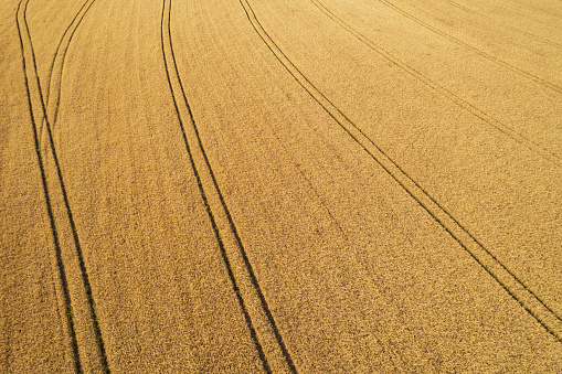 drone view of an agricultural oat field
