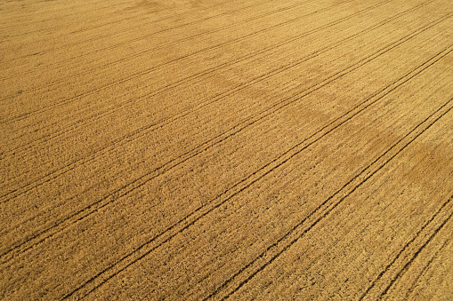 drone view of an agricultural oat field